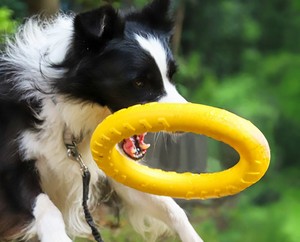 Juguete Indestructible para Perros de EVA, Anillo de Arrastre Resistente a Mordeduras, Limpieza Dental para Razas Grandes, Pelota Interactiva de Entrenamiento para <span class=keywords><strong>Border</strong></span> Collies - Product Image 1