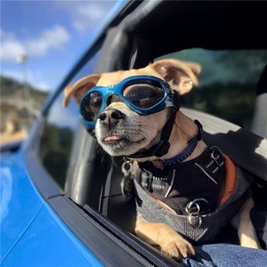 Cool UV chiot <span class=keywords><strong>lunettes</strong></span> <span class=keywords><strong>de</strong></span> soleil <span class=keywords><strong>pour</strong></span> chiens étanche solide motif accessoires <span class=keywords><strong>pour</strong></span> animaux <span class=keywords><strong>de</strong></span> compagnie <span class=keywords><strong>lunettes</strong></span> <span class=keywords><strong>de</strong></span> <span class=keywords><strong>protection</strong></span> <span class=keywords><strong>pour</strong></span> été hiver printemps - Product Image 6