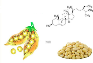 Venta al por Mayor de <span class=keywords><strong>Beta</strong></span> Sitosterol, Extracto de Soja, 95% <span class=keywords><strong>Beta</strong></span> Sitosterol, Polvo de Fitoesterol - Product Image 3