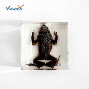 Spécimens de grenouilles et de crapauds, spécimens en résine organique transparente, aides pédagogiques scientifiques et éducatives, imitation ambre - Product Image 4