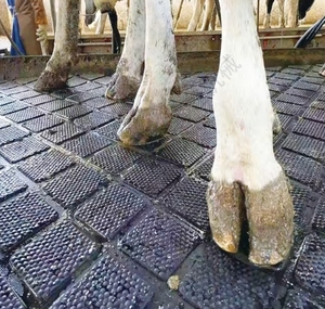 Nouveau tapis en caoutchouc de voie d'équipement agricole pour les vaches/décrochage de bétail/écurie/cabine de vache/caoutchouc MatUnder grattoir à fumier utilisation de cheval - Product Image 5