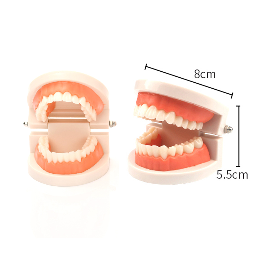 Оптовая продажа, стандартная модель зуба, высокое качество, Стоматологическая модель зубов
