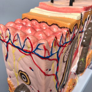 Medico Anatomia Umani Della <span class=keywords><strong>Pelle</strong></span> Modello per <span class=keywords><strong>la</strong></span> Scienza In Aula Studio Display Modello di Insegnamento come Cure Mediche - Product Image 6