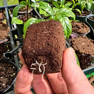 1500 pièces par boîte, bouchons de coco à 50 cellules, hydroponie, utilisés pour la plantation de plantes, terreau de coco - Product Image 2