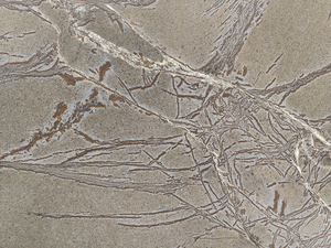 Lastre di <span class=keywords><strong>Pietra</strong></span> Naturale Verde Liana Malibu in Saponite Ferrosa per Piani di Lavoro, Top Bagno, Lavelli, Rivestimenti Murali e Piastrelle per Pavimenti, Colore Nero - Prezzo - Product Image 6