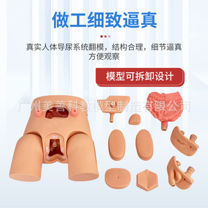 Molde para cateterización urinaria, cateterización urinaria avanzada para genitales internos y externos masculinos y femeninos, intercambiables. - Product Image 2