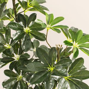 ขายต้นไม้ประดิษฐ์พลาสติกเชฟเฟอร์รา ราคาโรงงาน สำหรับตกแต่งบ้านและสวนในเทศกาลอีสเตอร์ - Product Image 5