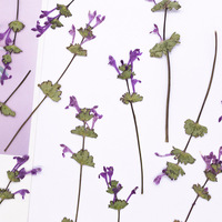 Rumput Henbit Deadnettle Dengan Cabang, Paket Campuran Seri, Untuk Scrapbooking, Resin Epoksi, Tanaman Alami, Ramah Lingkungan