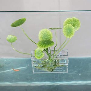 Acryl <span class=keywords><strong>Aquarium</strong></span> Waterplanten <span class=keywords><strong>Aquarium</strong></span> Plant Cup Water Grashouder Acryl <span class=keywords><strong>Aquarium</strong></span> <span class=keywords><strong>Aquarium</strong></span> Planten Pot Met Zuignap - Product Image 4