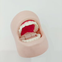 Le modèle de dents grandeur nature en PVC éducatif scientifique médical démontre la protection de nettoyage de cavité dentaire pour les soins de santé bucco-dentaire