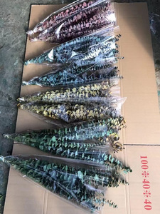 Plantas colgantes de dólar de plata auténtica natural al por mayor hojas de eucalipto preservadas secas para decoraciones de ducha de boda en casa - Product Image 2