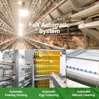 Cage à poules pondeuses automatique de type H pour élevage avicole avec système d'alimentation automatique