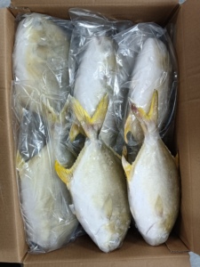 Buena Oferta, Suministro de Pescado Pomfret Dorado Entero de 300-400g, 400-600g, <span class=keywords><strong>Trachinotus</strong></span> <span class=keywords><strong>Ovatus</strong></span> - Product Image 6