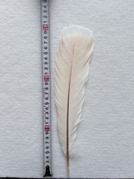 Vente en gros de plumes de dinde teintes en vrac pour accessoires de carnaval et robes
