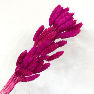 Venta al por mayor de alta calidad flor preservada piedras preciosas hierba seca <span class=keywords><strong>Phalaris</strong></span> para decoración del hogar DIY boda - Product Image 6