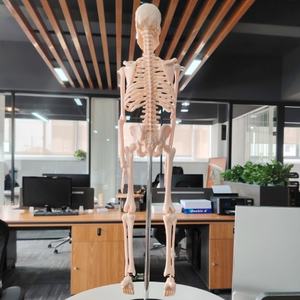 Darhhigh yüksek kalite Mini iskelet modeli 42cm insan vücudu iskelet modeli - Product Image 5