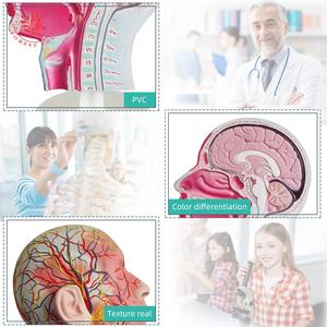 Modèle d'anatomie humaine Tête humaine avec système neurovasculaire et musculaire facial Modèle de crâne à demi-tête - Product Image 3