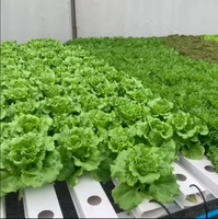Prix Usine Serre Industrielle Hydroponique Système NFT Trapézoïdal en PVC avec Pompe et Cadre en Acier Galvanisé à Chaud Écologique
