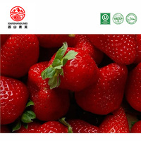 Diepvries IQF Aardbeien Diepvriesfruit Diepvries Aardbeien voor Export