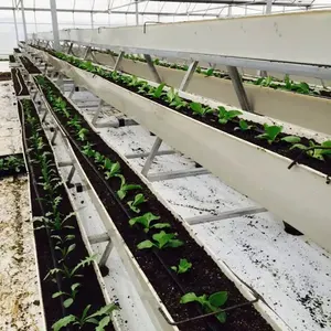 Sistema de cultivo y sustrato sin tierra, plantación de canalón de PVC para fresa