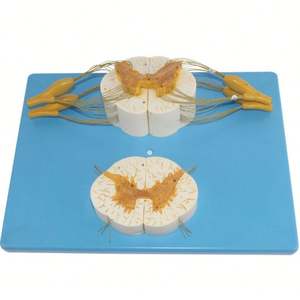 KyrenMed Modelo de Columna de Soporte para Médula Espinal <span class=keywords><strong>y</strong></span> Sistema Nervioso Periférico 5X Veces - Product Image 1