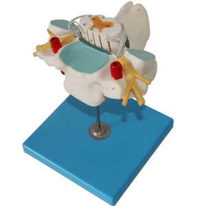 Modèle anatomique en PVC de colonne cervicale humaine avec moelle épinière et nerfs spinaux agrandis pour la science médicale - Product Image 3