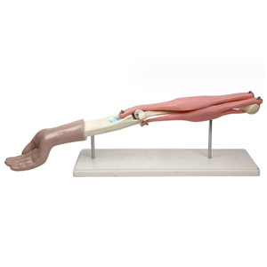 Modelo de movilidad de la articulación del codo 33220, instrumento de demostración de biología para escuelas secundarias y preparatorias, instrumento de educación científica para profesores - Product Image 4