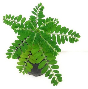 Amla pure Bhumi offrant un soutien naturel à base de plantes pour le bien-être du foie, l'équilibre digestif, la force immunitaire, la détoxification et le quotidien - Product Image 5