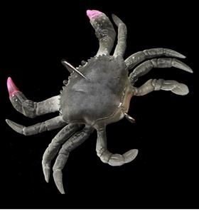 10cm 40g Simulação 3D Artificial <span class=keywords><strong>Cranka</strong></span> Crab Lure Soft Fiddler Crab Lure Isca Mar Pesca - Product Image 5