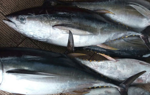 Hot Sell Bulk Frozen Yellow Fin Tuna <b>Fish</b> with IQF Freezing Process and Vacuum Pack for Wholesale Buyers - Product Image 5