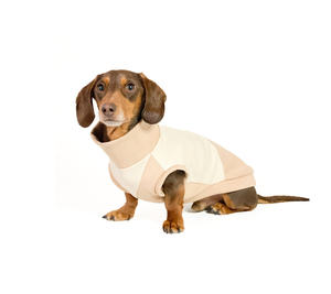 Qiqu fournitures pour animaux de compagnie personnalisé nouveau designer chien pull jersey <span class=keywords><strong>teckel</strong></span> vêtements deux tons neutre pull wiener chiens pour petits chiens - Product Image 3