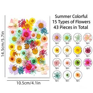 ดอกไม้แห้งอัดแท้ธรรมชาติสำหรับงานเรซิ่น เคสมือถือ ที่คั่นหนังสือ กรอบรูป ของตกแต่งผนัง งานฝีมือ - Product Image 1