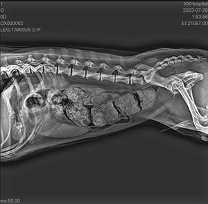 YSX100-PA bác sĩ thú y ysenmed y tế động vật <span class=keywords><strong>x</strong></span>ách tay <span class=keywords><strong>x</strong></span> <span class=keywords><strong>Ray</strong></span> machine10kw thú y <span class=keywords><strong>X</strong></span>-<span class=keywords><strong>Ray</strong></span> Analog tần số cao thú y <span class=keywords><strong>x</strong></span>ách tay Xray - Product Image 4