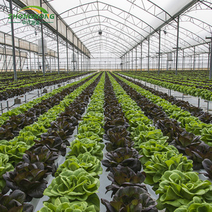 Drip Irrigation Agricultural PO Film Greenhouse for Vegetables/Tomatoes/Peppers/Cucumber with Hydroponic System to Saudi Arabia