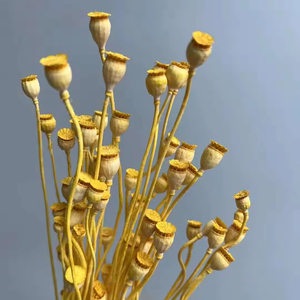 Vente en gros de coquilles de pavot séchées et préservées, mini-têtes de graines pour bouquets de mariage, arrangements floraux, Fête des Mères - Product Image 4