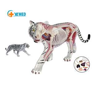 Recurso Didáctico de Ciencias Médicas, Modelo de Anatomía de Tigre 4D, Modelo de <span class=keywords><strong>Esqueleto</strong></span> Muscular <span class=keywords><strong>y</strong></span> Estructura de Órganos para Exhibición en Clases, CE/ISO - Product Image 1