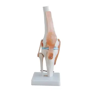 The model of Knee joint