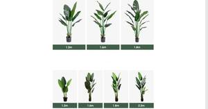 Duurzame Plastic Skybird Kunstmatige Paradijsvogel Bananenboom Hoge Kwaliteit Huisdecoraties Premium Kunstmatig Plantontwerp - Product Image 4