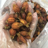 Gardenia Fruit Raw Gedroogd Natuurlijk Pigment Verkoelende TCM Kruidenthee voor Dagelijks Welzijn en Verlichting van Keelverwarming