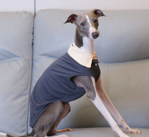 Camiseta Ligera de Poliéster para Perro, Disponible en Stock, para <span class=keywords><strong>Galgo</strong></span> Italiano, Whippet, Terrier, Transpirable, para Todas las Estaciones, Ropa Casual para Mascotas - Product Image 4