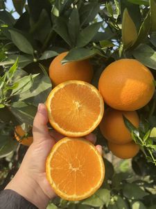 Naranja Navel China Fresca de Grado de Exportación, Naranja Valencia sin Semillas, Dulce y Jugosa, Cosecha Nueva Temporada 2026, Precio de Fábrica - Product Image 3
