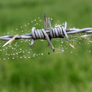 Hàng rào an ninh barbs lưới 2 sợi mạ kẽm dây thép gai cuộn <span class=keywords><strong>4</strong></span> điểm trang trại hàng rào an toàn hệ thống biên giới hỗ trợ concertina - Product Image 1