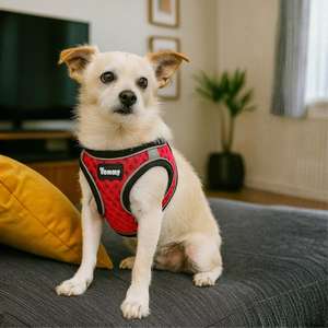 Pettorina per Cani Yommy, Taglia Piccola, Traspirante in Rete con Chiusura in Velcro - Product Image 3