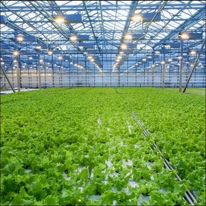 Invernadero de vidrio grande agrícola <span class=keywords><strong>Precio</strong></span> Invernadero de vivero hidropónico solar comercial con sistema de cultivo de <span class=keywords><strong>lechuga</strong></span>/tomate - Product Image 2