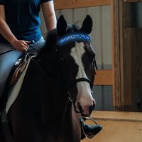 Collier lumineux LED Argyle pour cheval, en polyester rembourré, avec fermeture à boucle/bouton, style classique et tendance, vente en gros usine