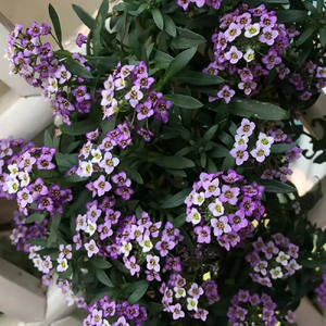 Frutos Crudos de Alyssum Dulce de Alta Calidad (Lobularia <span class=keywords><strong>Maritima</strong></span>) para Floricultura - Product Image 6