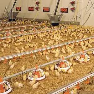 Giá thấp thiết kế hiện đại khung thép cấu trúc gà thịt gia cầm trang trại cho trang trại nhà cung cấp ở Thái Lan và Zambia