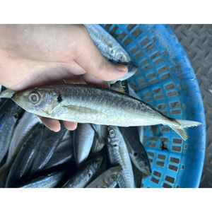 Pescado Congelado Taiseng a Bajo Precio, Cola Amarilla Entera, Tamaño 8-10, 10-12 piezas/kg - Product Image 1