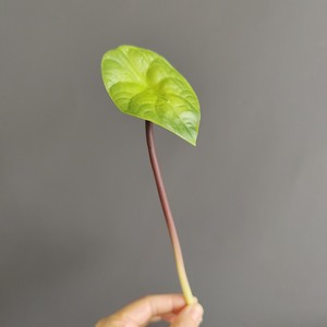 Foglie di Loto Artificiali all'Ingrosso - Steli di <span class=keywords><strong>Ninfea</strong></span> Finta Realistiche al Tatto per Composizioni Floreali, Decorazioni per la Casa e Matrimoni - Product Image 4