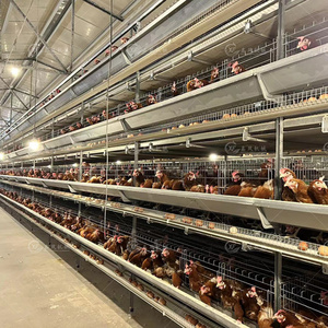 Tự Động Pin Gia Cầm Thiết Bị Nông Nghiệp Trứng Gà Lồng Gà Lớp Lồng Cho 10000 Gà Gia Cầm Trang Trại - Product Image 1